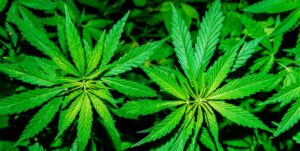 When will weed be legal in Louisiana