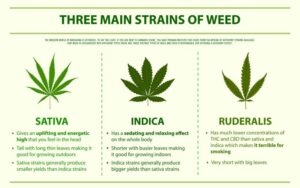 Three main strains of weed