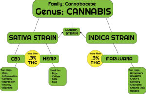 Cannabis Hierarchy