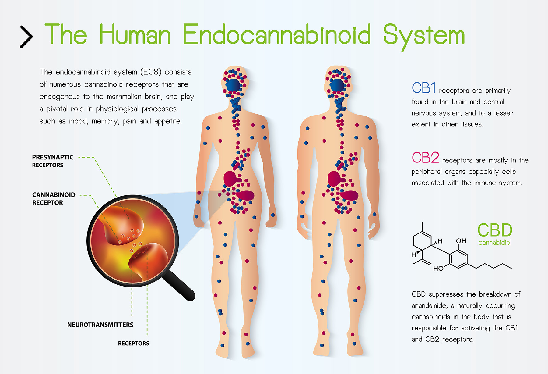 What Is The Endocannabinoid System And How Does It Work With Cannabis? |  The Healing Clinics Medical Marijuana Doctors